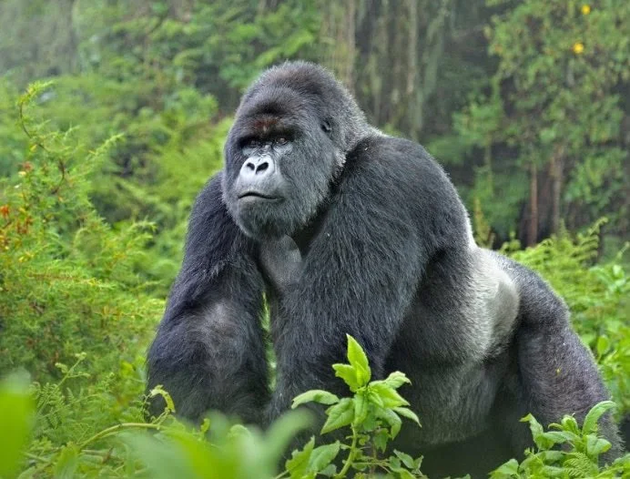 Explore the Wonders of Bwindi Impenetrable Forest National Park Home For Mountain Gorillas.