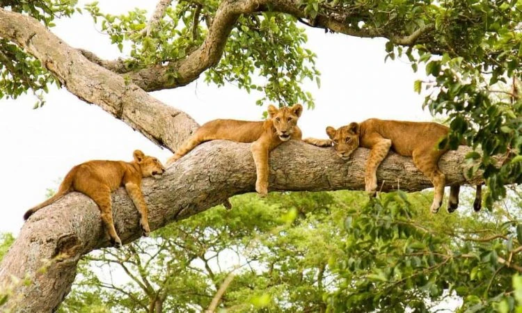 4-Days Tree Climbing Lions At Queen Elizabeth National Park