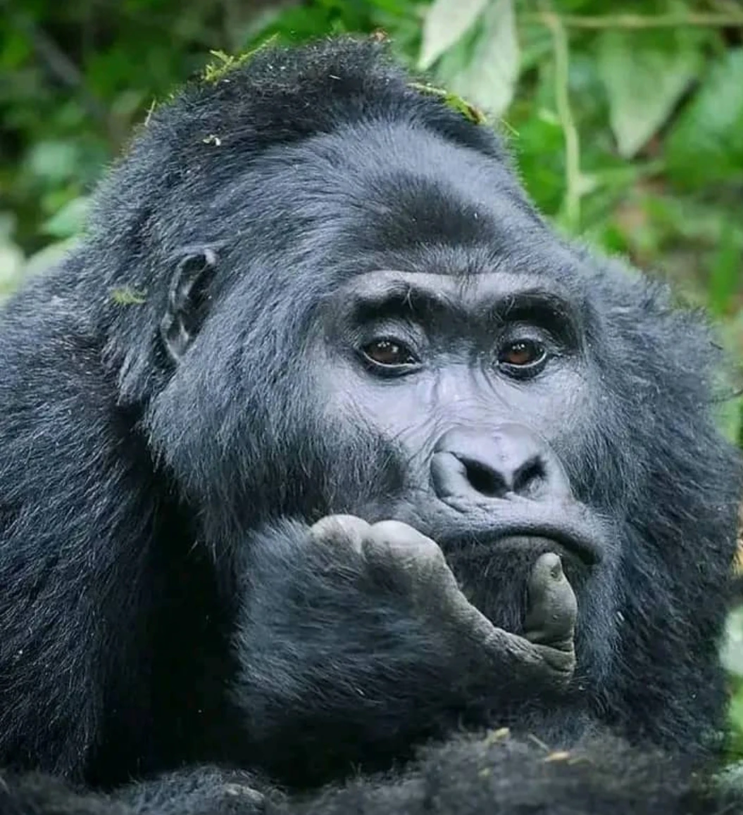 5-Days Gorilla Trekking & Safari Holiday in Uganda