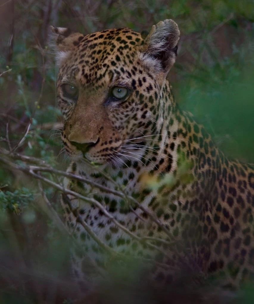 10 Day Uganda Safari Highlight & Nature.