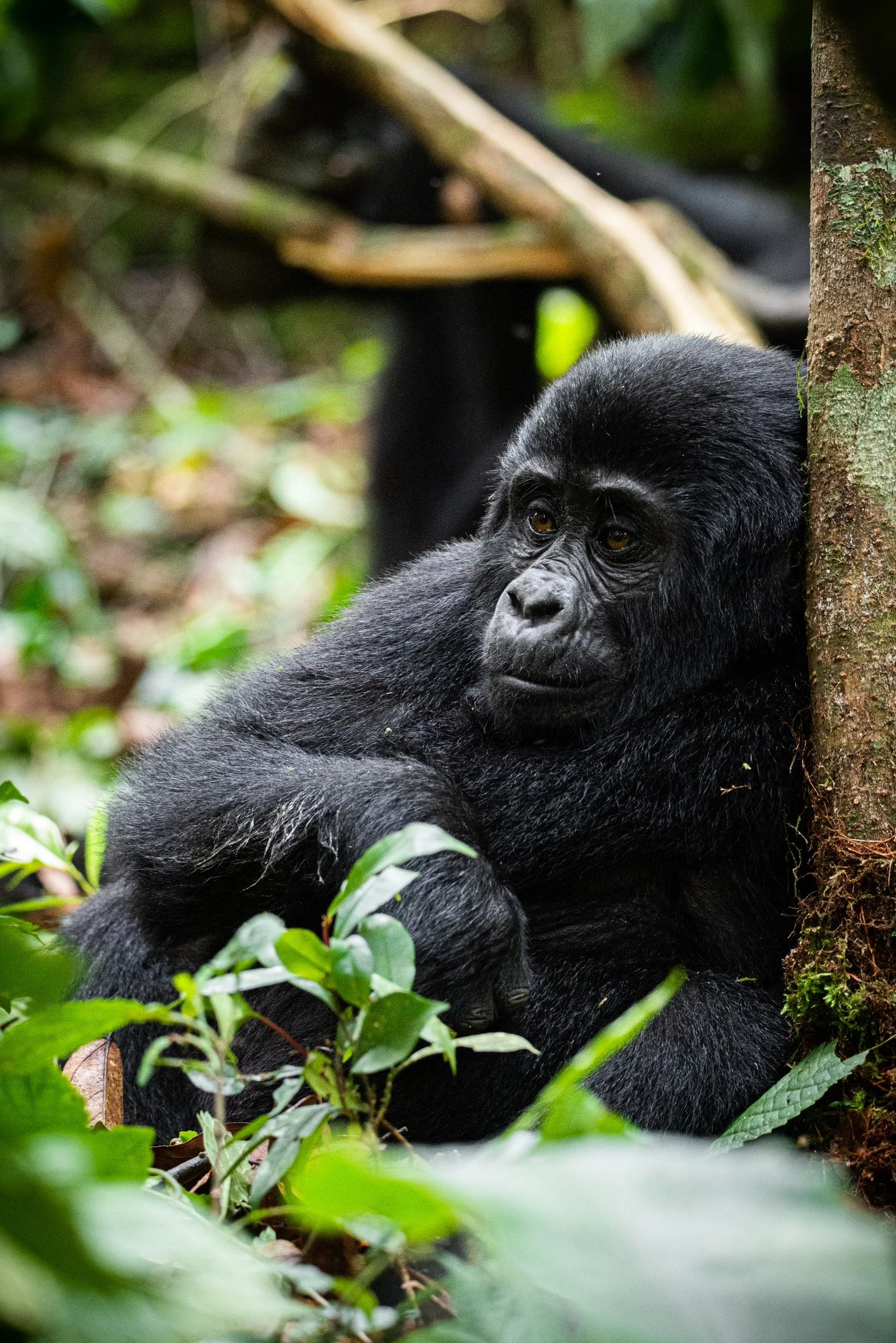 15-Day Uganda Safari and Primate Tour